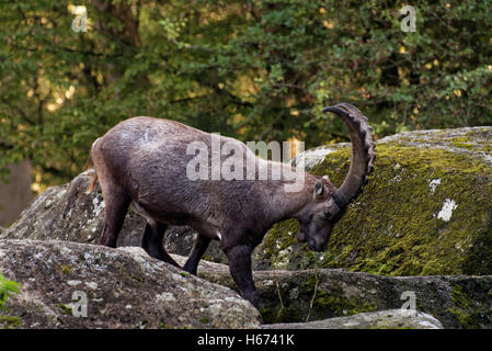 Le Bouquetin des Alpes (Capra ibex), également connu sous le nom de steinbock ou bouquetin, est une espèce de chèvre sauvage qui vit dans les montagnes de Banque D'Images