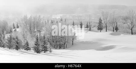 Winter Wonderland monochrome scène avec sol couvert de neige, les arbres et le brouillard de glace givré de compensation lentement. Calgary, Alberta, Canada Banque D'Images