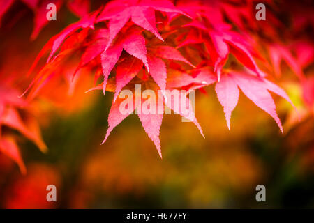 Feuilles palmées de couleur rouge vif d'un érable du Japon, Acer palmatum, en automne au Royaume-Uni Banque D'Images