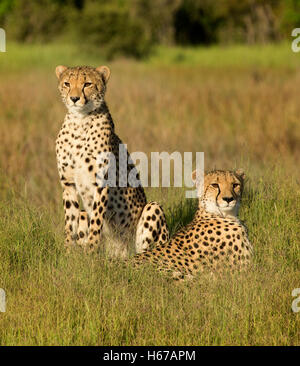 Mère et fils, cheetah dans le soleil Banque D'Images