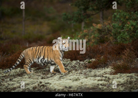 Tigre du Bengale Royal / Koenigstiger ( Panthera tigris ) dans l'environnement naturel sur une clairière dans les bois, à regarder attentivement. Banque D'Images