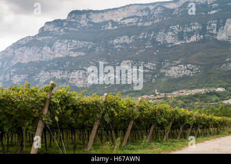 Vignoble de Vénétie, Italie, Europe Banque D'Images