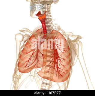 Les poumons, la trachée et le skeleton. Illustration 3D précis médicalement Banque D'Images