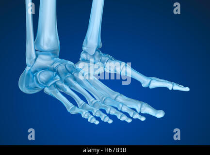 Squelette humain : squelettique pied. Illustration 3D précis médicalement Banque D'Images