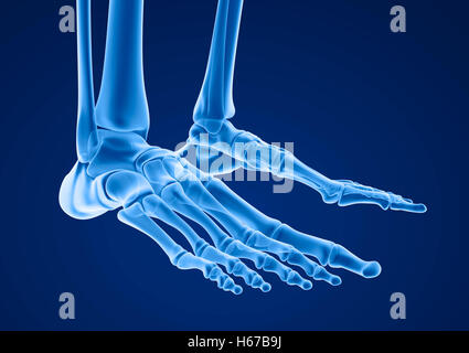 Squelette humain : squelettique pied. Illustration 3D précis médicalement Banque D'Images