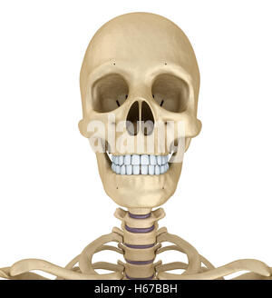 Crâne humain squelette, isolé. Illustration 3d précis médicalement . Banque D'Images