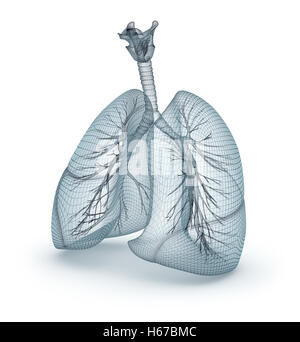 Les poumons et la trachée. Modèle de fil, 3D illustration Banque D'Images