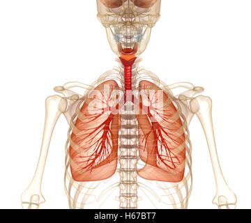 Les poumons, la trachée et le skeleton. Illustration 3D précis médicalement Banque D'Images
