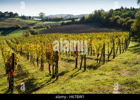 Vignobles près de Montepulciano, Val d'Orcia, UNESCO World Heritage Site, Toscane, Italie, Union européenne, Europe Banque D'Images