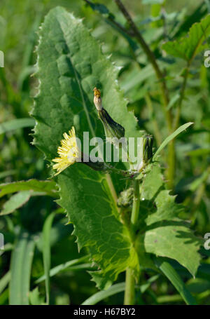 Le laiteron lisse - Sonchus oleraceus Chardon doux jaune Banque D'Images