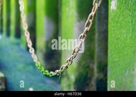 Liens Chaîne couverte dans l'eau verte avec de mauvaises herbes selective focus Banque D'Images