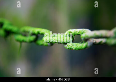 Liens Chaîne couverte dans l'eau verte avec de mauvaises herbes selective focus Banque D'Images