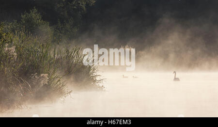 Cygne muet et deux canards colvert natation sur un soleil à l'aube du lac Misty Banque D'Images