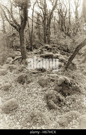 Old style B&W sépia de Canol Ty Woods à Pembrokeshire au début du printemps. Banque D'Images