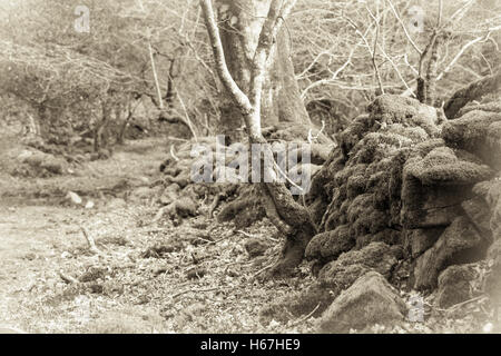 Old style B&W sépia de Canol Ty Woods à Pembrokeshire au début du printemps. Banque D'Images