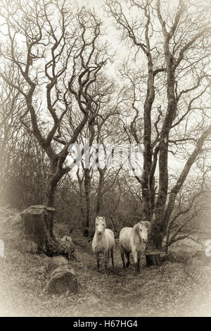 Old style B&W sépia de Canol Ty Woods à Pembrokeshire au début du printemps. Banque D'Images