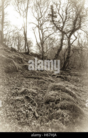 Old style B&W sépia de Canol Ty Woods à Pembrokeshire au début du printemps. Banque D'Images