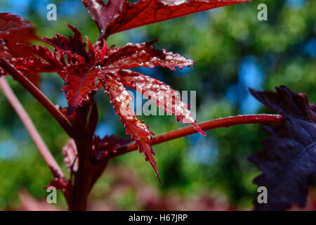 Selective Focus sur la feuille d'un érable japonais - Acer palmatum - Banque D'Images
