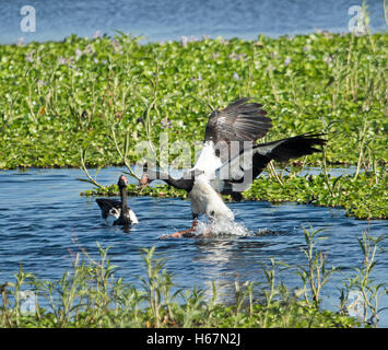 Australian magpie goose, Anseranus semipalmata, avec ailes déployées, les projections d'un atterrissage sur l'eau bleu lagon d'eaux intérieures dans le Queensland Banque D'Images