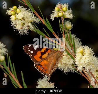 Orange & black Spectaculaire papillon belle dame, Vanessa kershawi, se nourrissant de fleurs crème melaleuca sur un fond sombre Banque D'Images