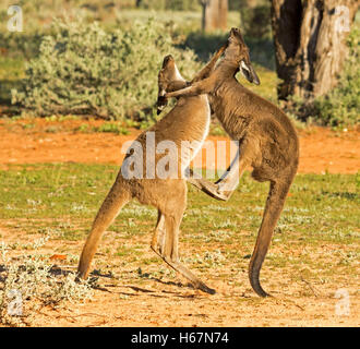 Deux kangourous gris de l'ouest, Macropus fuliginosus, les combats avec l'un des coups et équilibrée que sur sa queue, dans l'arrière-pays australien Banque D'Images