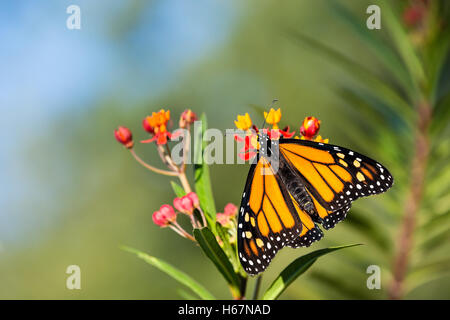 Nouvelles du monarque (Danaus plexippus) sur l'asclépiade fleurs tropicales Banque D'Images