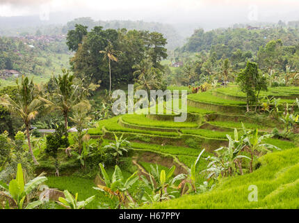 Terrasses de riz, de cocotiers et de bananiers sur un jour de pluie, dans le centre de Jatiluwih dans Bali, Indonésie. Banque D'Images