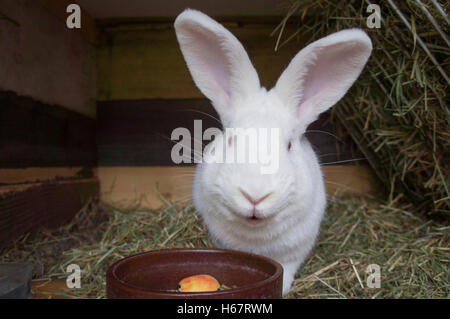 New Zealand White, albino lapin domestique, litière de paille à hutch Banque D'Images