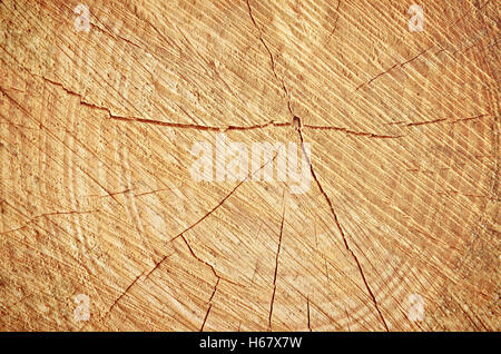 Fond de bois d'une section d'un arbre coupé Banque D'Images