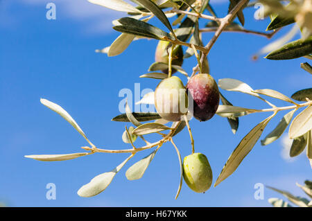 Olives growing sur un Olivier Banque D'Images