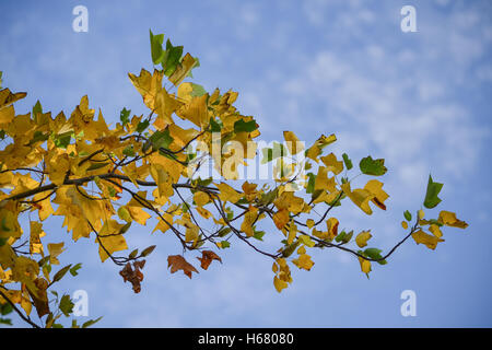 Une branche de peuplier Populus sp, dans la nature en Californie, affichant un mélange de jaune d'or, marron et vert feuilles Banque D'Images