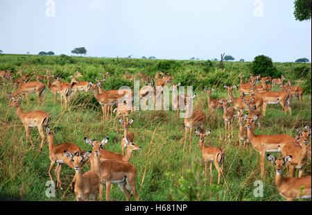 Troupeau d'impalas dans la savane d'un parc en Tanzanie Banque D'Images