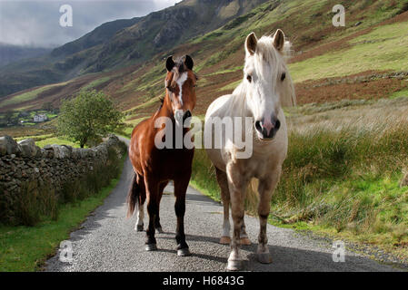 Poneys Welsh sauvages à Nant Ffrancon, Snowdonia, le Nord du Pays de Galles Banque D'Images