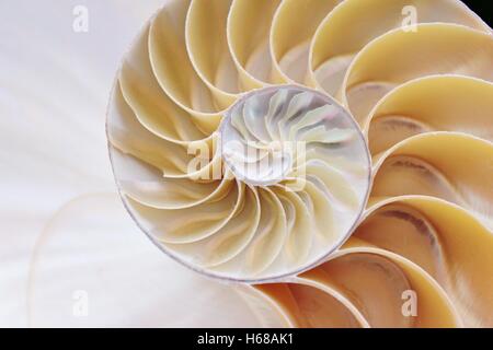 Coque nautilus Fibonacci section spirale perle symétrie moitié croix dorée ratio structure de coque gros plan nacre ( pompilius nautilus shell ) Banque D'Images