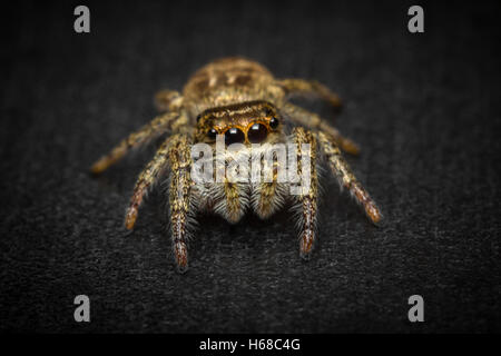 Super macro close up thomisidae, Phidippus audax Banque D'Images