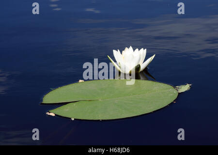 Le nénuphar blanc flotte dans l'eau sombre Banque D'Images