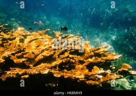 Acropora palmata : sous-marin jaune corail elkhorn (critically endangered) dans les Florida Keys Banque D'Images