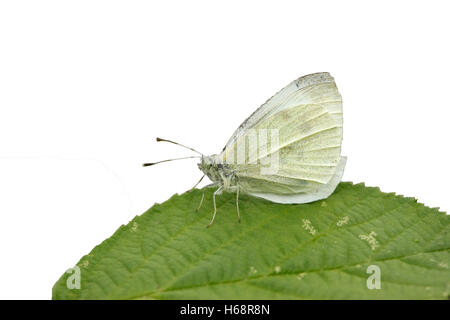 Petit papillon blanc, Pieris rapae, Midlands Banque D'Images