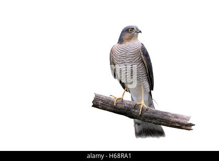 Fauve, Accipiter nisus, homme célibataire sur branch, Warwickshire, Octobre 2015 Banque D'Images