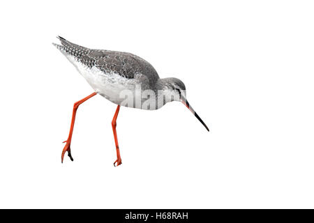 Chevalier arlequin Tringa erythropus,oiseau seul, debout sur la boue, Norfolk, Mars 2010 Banque D'Images