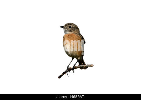 Saxicola torquata Stonechat,, seule femelle sur la perche, l'Ecosse Banque D'Images