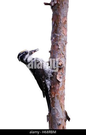 Le pic tridactyle Picoides tridactylus,, homme célibataire sur arbre, Finlande, Juillet 2012 Banque D'Images