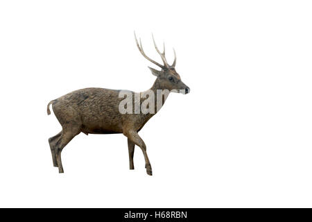 Timor oriental ou Rusa deer (Cervus timorensis, seul animal, sur la plage, l'île de Komodo, en Indonésie, en mars 2011 Banque D'Images