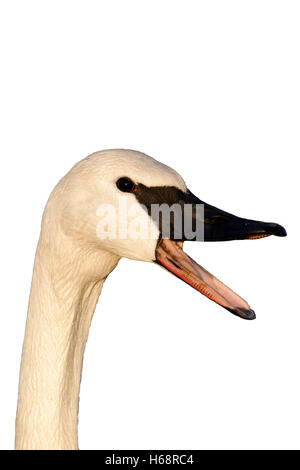 Le cygne, Cygnus buccinator, seul oiseau captif head shot, Gloucestershire, Janvier 2012 Banque D'Images