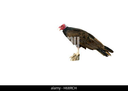 Urubu, Cathartes aura, seul oiseau sur post, Brésil Banque D'Images