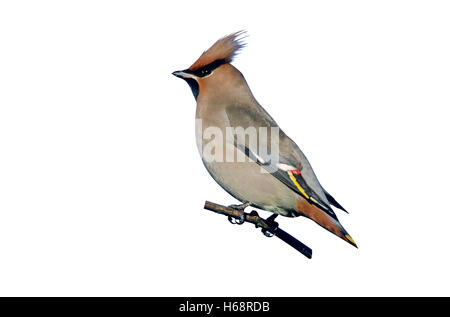 Jaseur boréal Bombycilla garrulus,, seul oiseau sur branche, West Midlands Banque D'Images