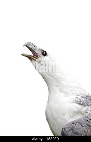 La mer à ventre blanc-eagle, Haliaeetus leucogaster, seul oiseau captif head shot appelant, l'Indonésie, Mars 2011 Banque D'Images