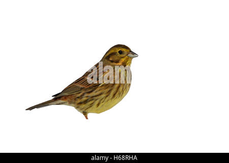 , Emberiza citrinella Yellowhammer, seule femelle sur la neige, Staffordshire, Janvier 2010 Banque D'Images