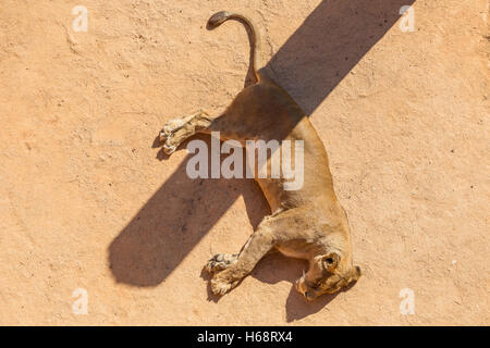 Lionne dormant sur le sable avec l'ombre dans la journée en volière sun sur zoo Banque D'Images