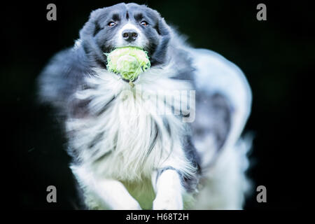 Border Collie noir et blanc jouant avec une balle de tennis. Banque D'Images